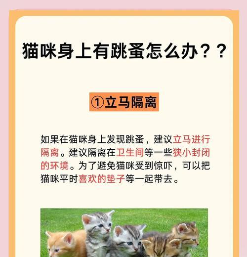 小猫窝里放什么东西最合适（以宠物为主）