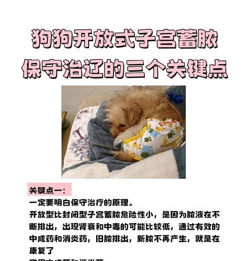 关于狗狗发育期间的注意事项（养宠必备）