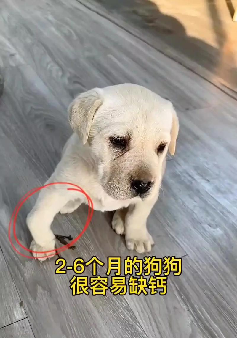 关于狗狗发育期间的注意事项（养宠必备）