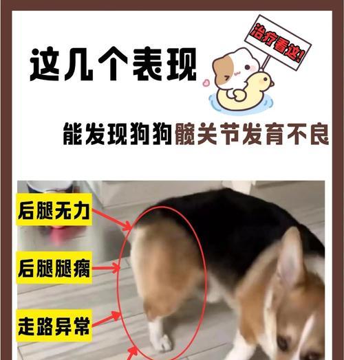 关于狗狗发育期间的注意事项（养宠必备）